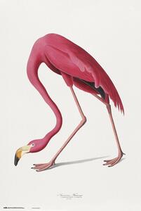 Posters, Stampe American Flamingo, (61 x 91.5 cm)