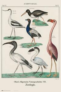 Posters, Stampe Vintage Birds, John James Audubon