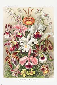 Posters, Stampe Ernst Haeckel - Orchideen, (61 x 91.5 cm)