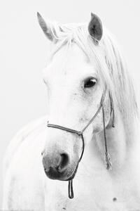 Posters, Stampe Horse - White Horse, (80 x 120 cm)
