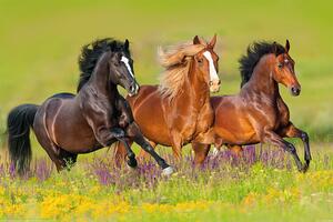 Posters, Stampe Horses - Run, (120 x 80 cm)