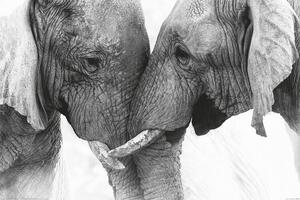 Posters, Stampe Elephant - Touch, (120 x 80 cm)