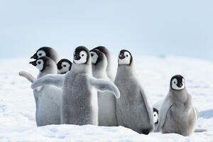 Posters, Stampe Penguins - Family, (120 x 80 cm)