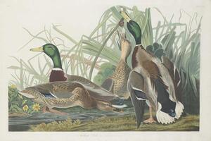 John James (after) Audubon - Stampa artistica Mallard Duck 1834, (40 x 26.7 cm)
