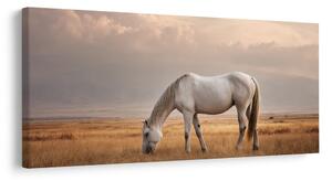 Quadro su tela – Cavallo bianco nel paesaggio