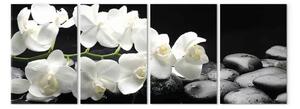 Quadro Orchidea splendida