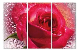Quadro su tela Signora Rosa - trittico