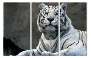 Quadro su tela Tigre bianca