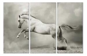 Quadro Cavallo bianco in movimento