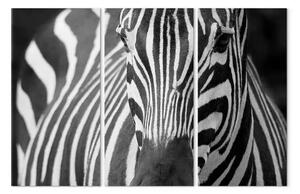 Quadro su tela Signora zebra