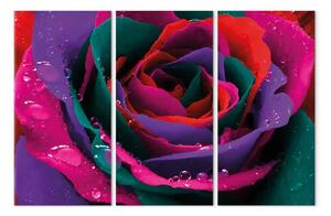 Quadro su tela Rosa iridata