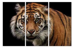 Quadro moderno Tigre predatrice