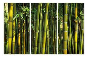 Quadro su tela Bambu' e il verde
