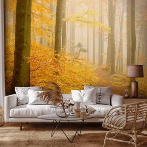 Carta da parati Foresta - autunno - paesaggio di alberi con foglie colorate nella lieve nebbia