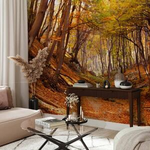 Carta da parati moderna Foresta autunnale - paesaggio naturale autunnale con foglie cadute