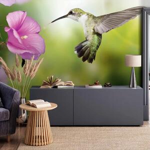 Carta da parati Natura - colibrì in volo che trova un fiore rosa su sfondo verde