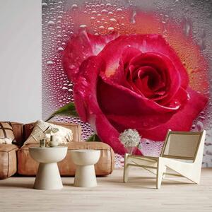 Carta da parati Rosa - un ritratto di un singolo fiore rosa su vetro con gocce d'acqua