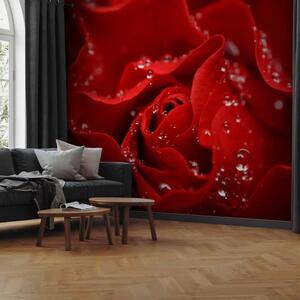 Carta da parati Rosa bagnata - primo piano di una rosa rossa con gocce d'acqua