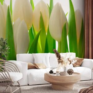 Carta da parati Tulipani al sole - motivo floreale con fiori bianchi su sfondo chiaro