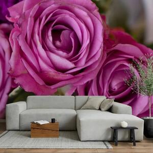 Carta da parati moderna Rose nei toni del viola - primo piano dei fiori con sfondo sfocato