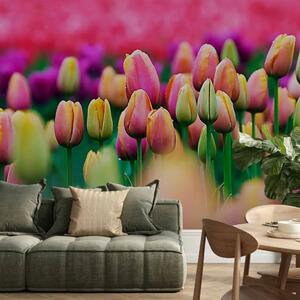 Carta da parati moderna Campo di tulipani - paesaggio con fiori di tulipani colorati