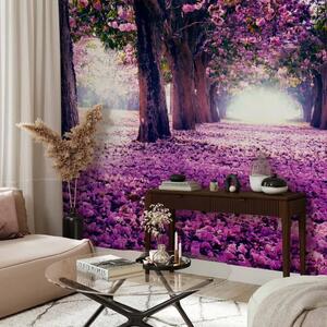 Carta da parati Strada fiorita - parco con alberi in fiore e petali viola cadenti
