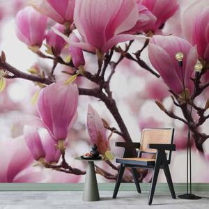 Carta da parati Rami di magnolia in fiore