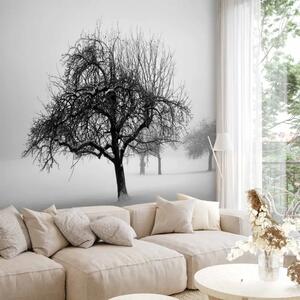 Carta da parati moderna Inverno: alberi - paesaggio innevato in bianco e nero