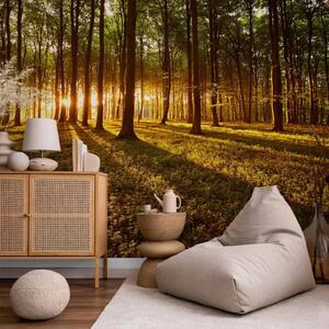 Carta da parati moderna Estate: mattina in foresta - paesaggio con alba tra gli alberi