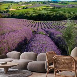 Carta da parati Campi di lavanda - paesaggio con piante viola sulle colline