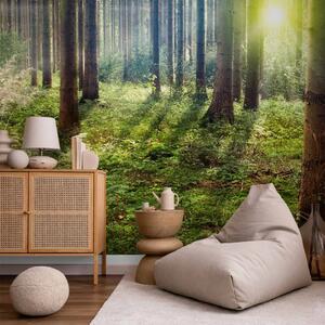 Carta da parati moderna Mattina Straordinaria - paesaggio verde del bosco al sole
