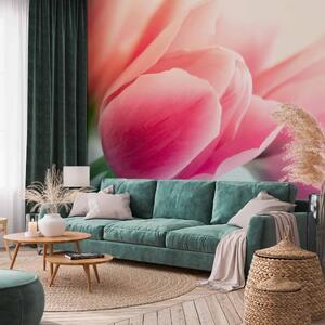 Carta da parati moderna Primavera e Tulipani - delicato primo piano di fiori su sfondo chiaro