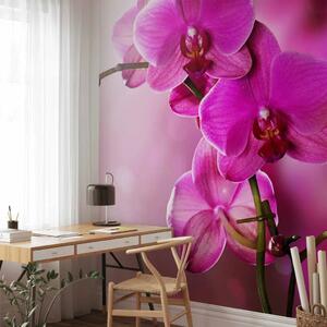 Carta da parati moderna Orchidee Rosa - motivo floreale fresco su delicato sfondo