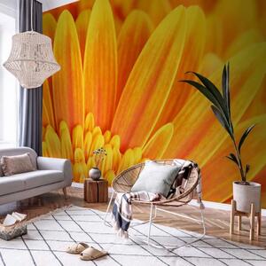 Carta da parati moderna Gerbera gialla - primo piano dei petali del fiore