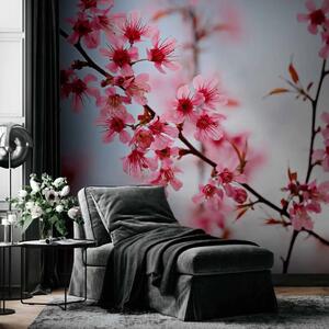 Carta da parati moderna Simbolo del Giappone - fiori di ciliegio Sakura