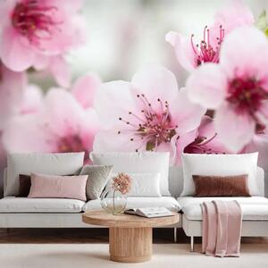 Carta da parati moderna Fiori Rosa di Ciliegio in Sfondo Sfocato - Motivo floreale giapponese