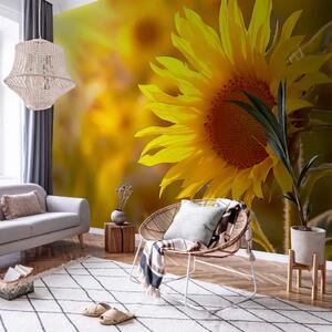 Carta da parati moderna Fiori Estivi - Primo piano di un girasole nei raggi del sole