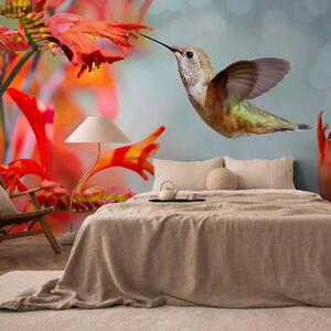 Carta da parati moderna Volo del colibrì - colibrì che si nutre dal fiore rosso