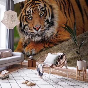 Carta da parati moderna Maestà della natura - tranquillo tigre arancione sdraiato