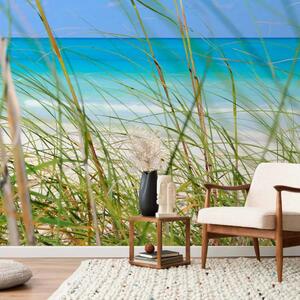 Carta da parati Vacanze - spiaggia paradisiaca oltre l'erba alta con cielo blu