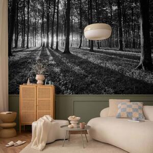 Carta da parati moderna Luce nel bosco - paesaggio con alba tra gli alberi