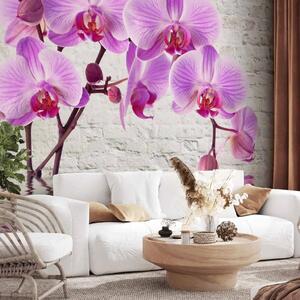 Carta da parati Ammirazione viola - orchidee immersi in acqua su sfondo di muro bianco