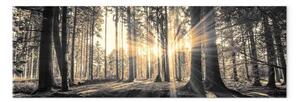 Quadro su tela Il sole del bosco