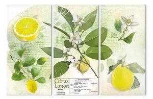 Quadro contemporaneo Frutta: limone