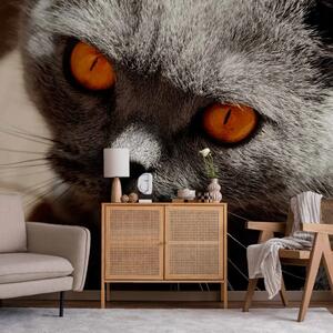 Carta da parati moderna Animale in foto - ritratto di un gatto grigio con occhi arancioni