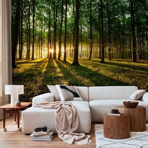 Carta da parati Mattina mistica - paesaggio con alba tra gli alberi