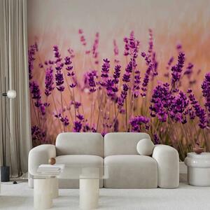 Carta da parati moderna Lavanda sotto la pioggia - paesaggio di prato con fiori viola