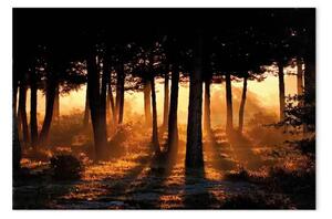 Quadro su tela L'alba della foresta