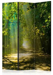 Paravento design Strada al sole - paesaggio stradale con alberi e raggi solari