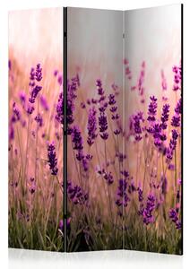 Paravento Lavanda sotto la pioggia - fiori romantici di lavanda viola in campo